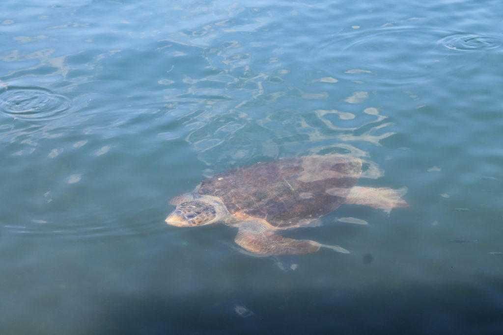 Kefalonia Argostoli Schildkröte