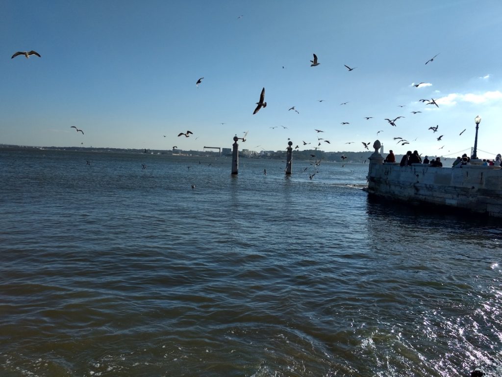 Lissabon Vögel am Tejo