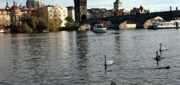 Prag Schwäne