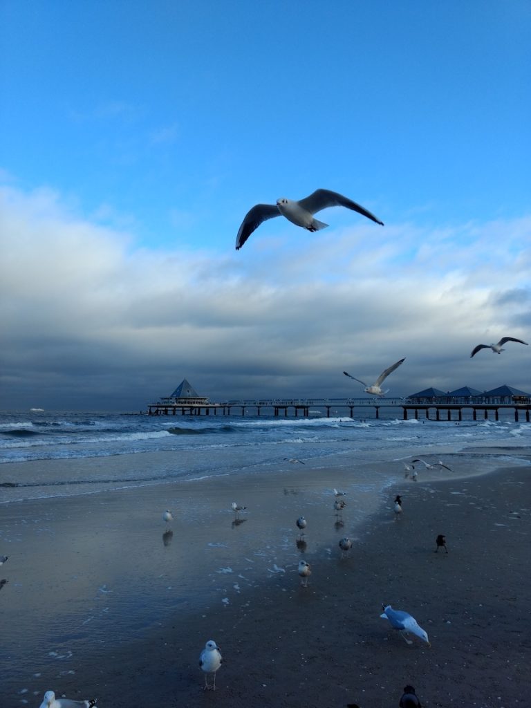 Möven am Strand von Usedom