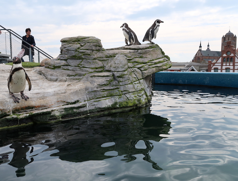 Ozeaneum und Meeresmuseum Stralsund