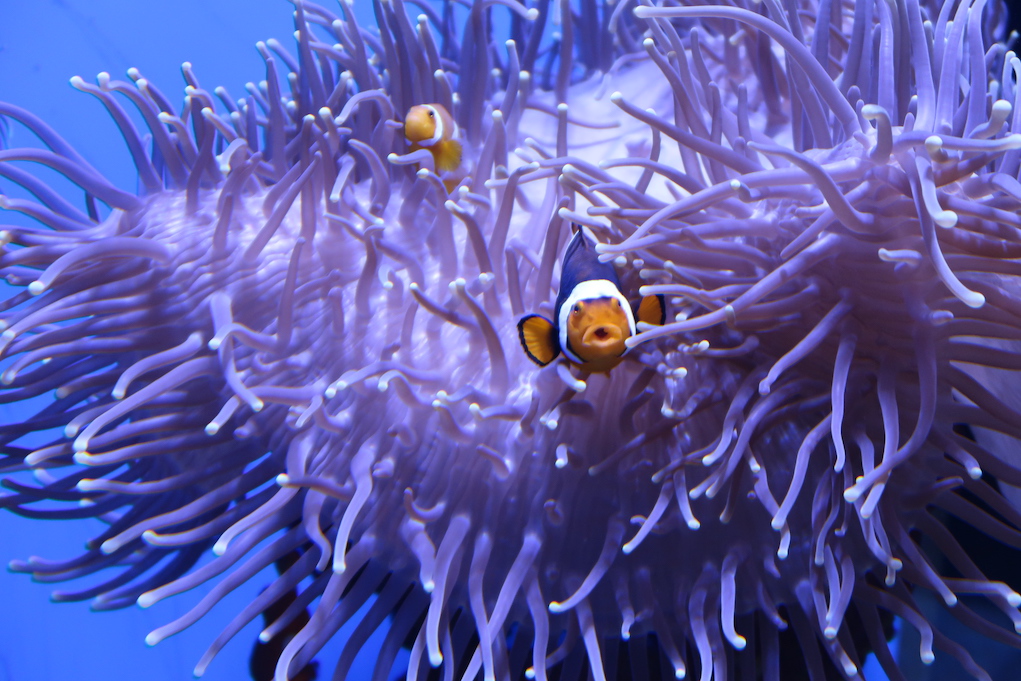 Meeresmuseum Aquarium Nemo