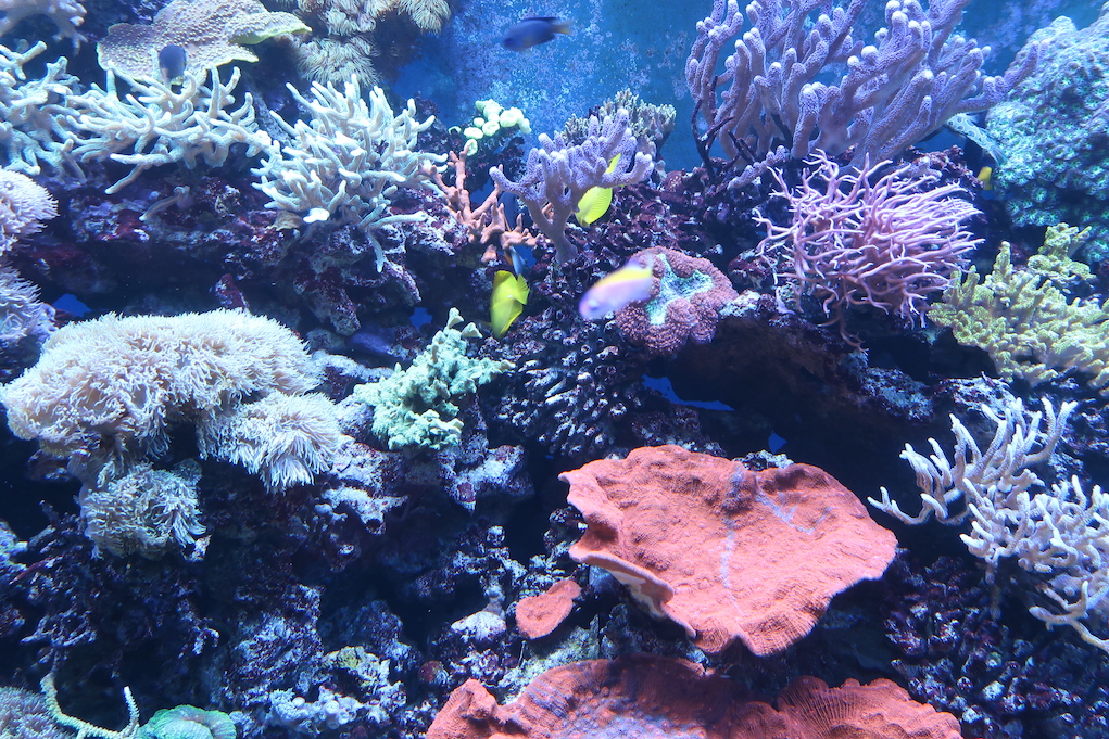Meeresmuseum Aquarium Tropen
