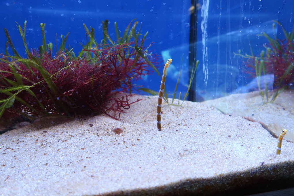 Aquarium Fische