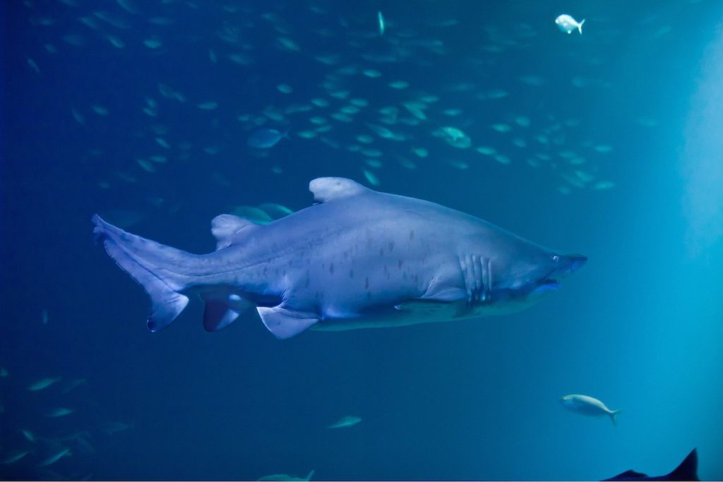 Ozeaneum und Meeresmuseum Stralsund