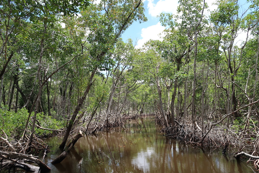 everglades