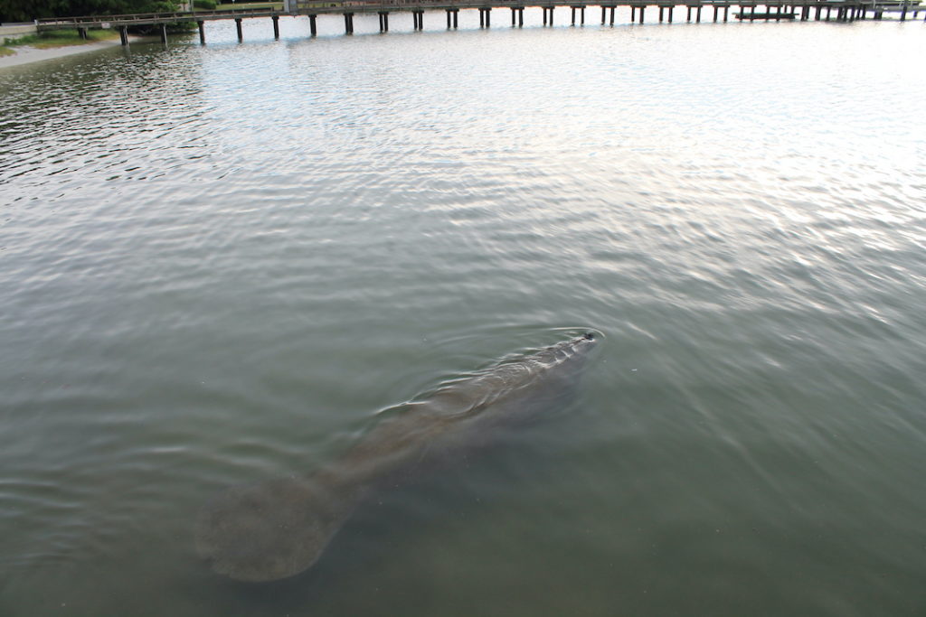 manatee florida