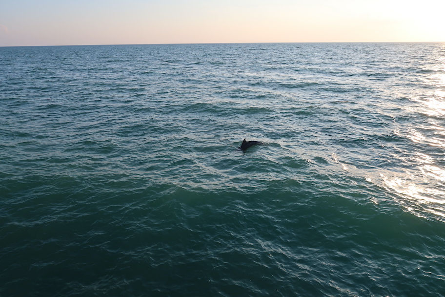 naples delfin