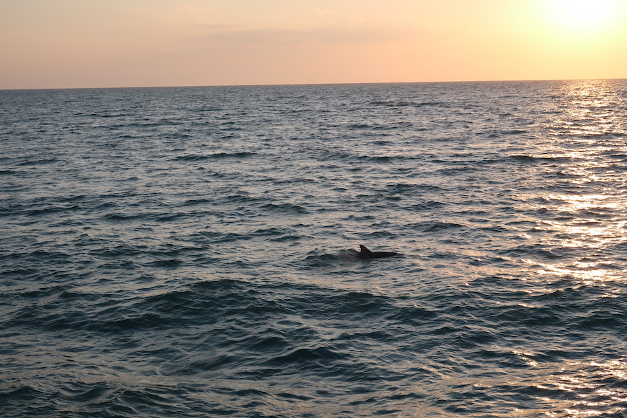 naples sonnenuntergang delfin