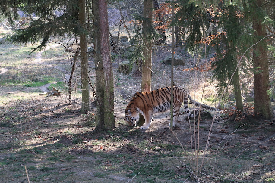 zoo eberswalde armurtiger