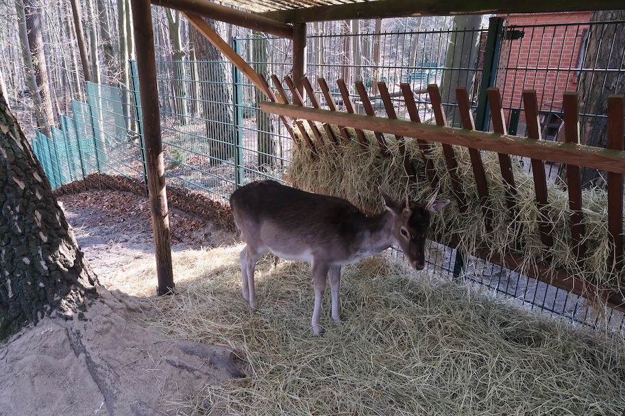 zoo eberswalde reh